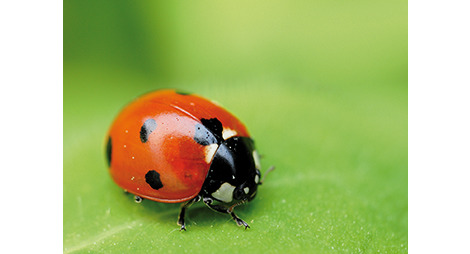 Coccinelles