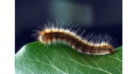 Piège spécial chenille processionnaire du pin - Bonheur Bio