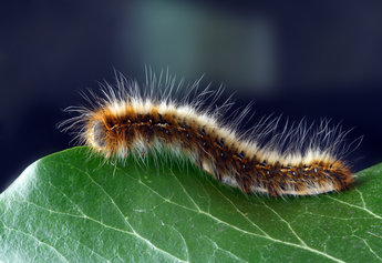 Pièges contre la chenille processionnaire du pin