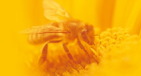 Apiculture