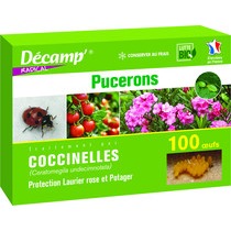 Coccinelle à 11 points - decamp