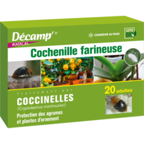 Coccinelle Cryptolaemus Montrouzieri - Décamp
