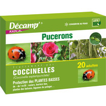 Coccinelle à 7 points - Décamp