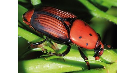 Charançon rouge du palmier