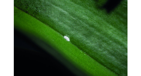 Cochenille farineuse