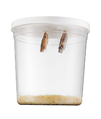 LEPITERRA Kit Élevage Papillons Débutants - Chenilles Papillon De Chardon + E-Book Gratuit