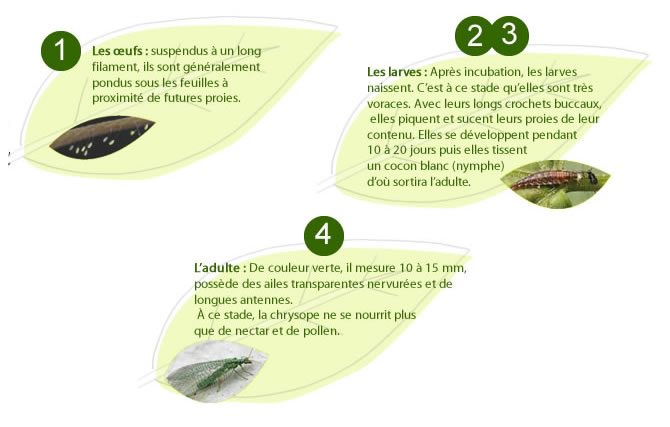 Développement en 4 phases de la chrysope